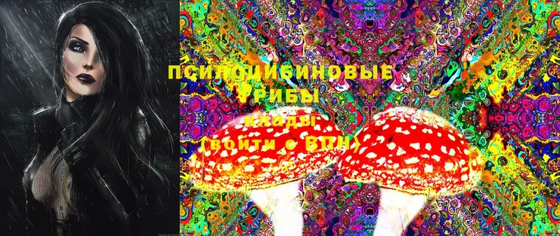 как найти закладки  Ардон  Псилоцибиновые грибы MAGIC MUSHROOMS 